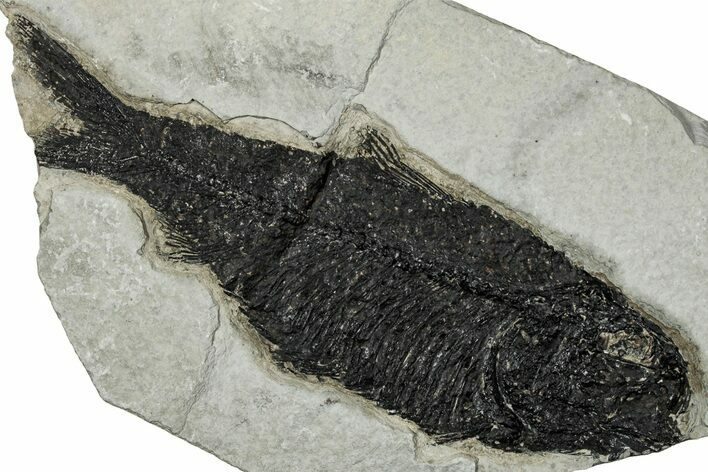 Detailed Fossil Fish (Knightia) - Wyoming #356817